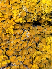 Xanthoria parietina