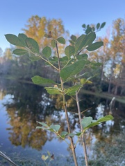 Fraxinus caroliniana
