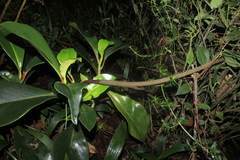 Peperomia adscendens