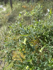 Billardiera mutabilis