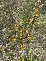 Pultenaea largiflorens