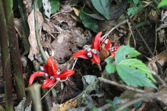 Zingiber kawagoii