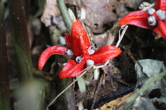 Zingiber kawagoii