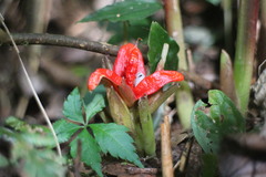 Zingiber kawagoii
