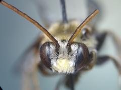 Melissodes paroselae