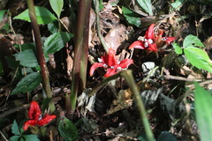 Zingiber kawagoii