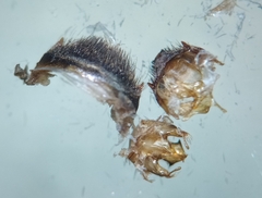 Melissodes paroselae