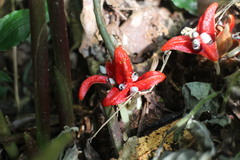 Zingiber kawagoii