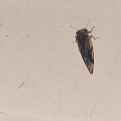 Pachypsylla celtidisvesicula