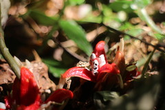 Zingiber kawagoii
