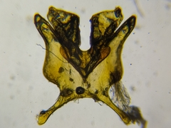 Melissodes paroselae