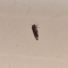 Pachypsylla celtidisvesicula