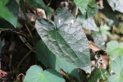 Asarum caudigerum