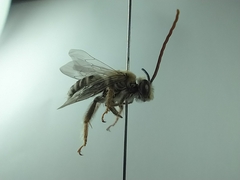 Melissodes paroselae