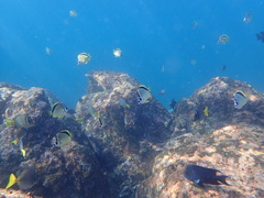 Johnrandallia nigrirostris