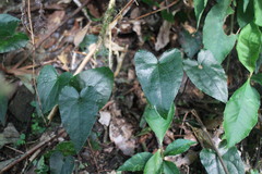 Asarum caudigerum