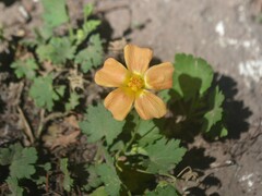 Modiolastrum malvifolium