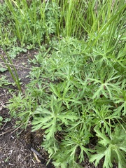 Geranium dissectum