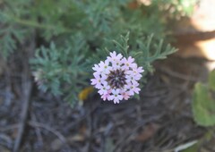 Glandularia tenera