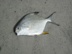 Trachinotus falcatus