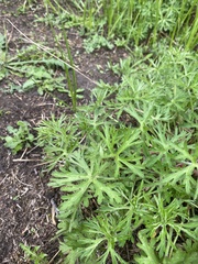 Geranium dissectum