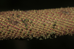 Peperomia adscendens