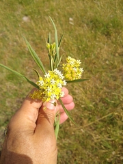 Asclepias mellodora