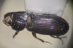 Pleurophorus caesus