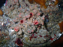 Pyura chilensis
