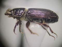 Pleurophorus caesus