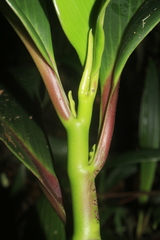 Peperomia adscendens
