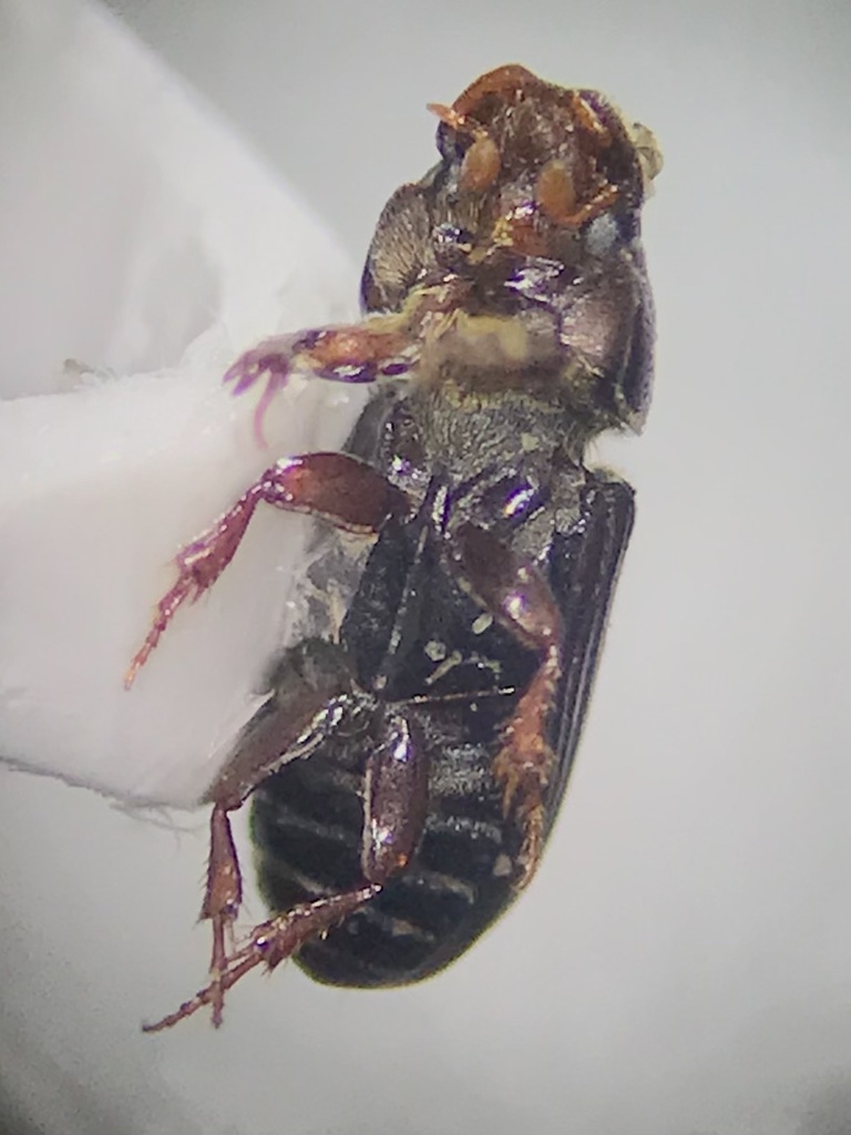Pleurophorus caesus