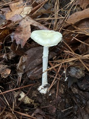 Amanita lavendula
