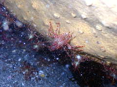 Rhynchocinetes typus