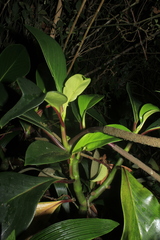 Peperomia adscendens
