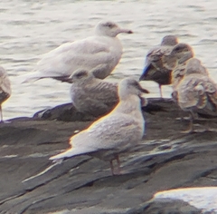 Larus glaucoides