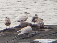 Larus glaucoides