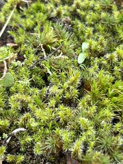 Racomitrium elongatum