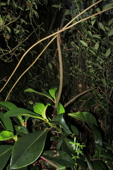 Peperomia adscendens