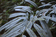 Coniogramme intermedia