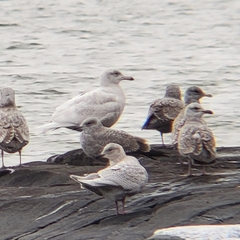Larus glaucoides