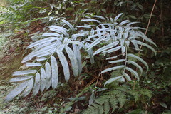 Coniogramme intermedia