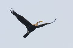 Anhinga melanogaster