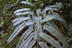 Coniogramme intermedia