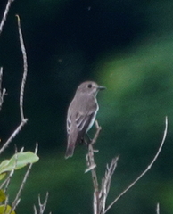 Muscicapa griseisticta