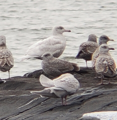 Larus glaucoides