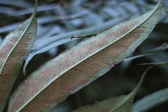 Coniogramme intermedia