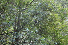Pterorhinus poecilorhynchus