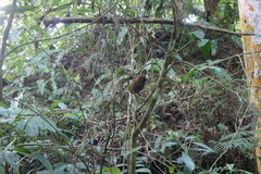 Pterorhinus poecilorhynchus