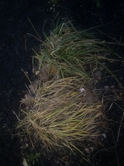 Oryzopsis asperifolia